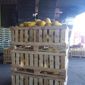  Melons - fruits et légumes d&eacute;but r&eacute;colte de nos melons d origine maroc tel que melon charantais melon vert melon galia contacter pour plusd info salutations 