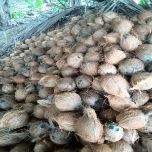  Recherche Client Pour Noix De Coco - fruits et légumes entreprise de négoce recherche clients internationaux,  industriels  qui souhaitent acheter des noix de coco pour de la revente ou de la transformation.----origine -  côte d'ivoire. ----vendues en tc 40 ,  environ 44 000 noix   ,  conditionnées dans des sacs de 20 ou 25kg à l