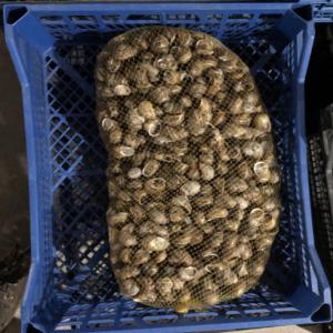  Helix Aspersa Muller 20 Tons - live animals we produce under very clean and strict quality conditions. the snail is fed by snail feed produced by our animal feed factory which has been operating as health oriented producer on international market for over 20 years. contact for more information.