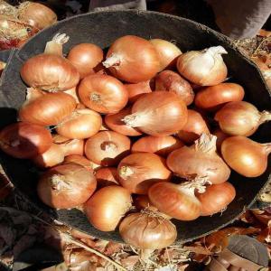  Oignons Jaune - fruits et légumes nous sommes une soci&eacute;t&eacute; d import et d export et nous disposons d une grande quantit&eacute;s d oignons jaune de meilleurs qualifi&eacute;s. 