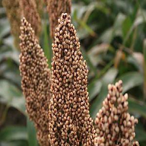  Vente Des Céréales - semence graine plant ventes de sorgho 0.5t &agrave; 10t max par transaction.--merci