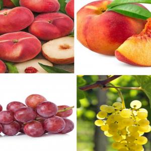  Pêches Et Les Raisins De Tous Types - fruits et légumes nous offrons notre production tunisienne de la saison estivale exceptionnellement les peches et les raisins de tous types  de qualit&eacute; sup&eacute;rieure la quantit&eacute; offerte  est d'environ 20 tonnes de chaque produit  durant toute la saison de production. la livraison est  par voie marit