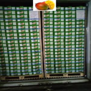 Recherche Importateur De Mangue Kent Mali Ci Bf - fruits et légumes tarif pour importateur mangue kent cote d ivoire----prix pour importateur fob port d'abidjan ---1 carton de 4kg fob port d abidjan 3.85 --1 container fob de 5440 cartons = 20.944 --22 palettes de 240 cartons +  1 palette de 160 cartons--ou--20 palettes de 240 cartons +  4 palette de 160 cartons-- --
