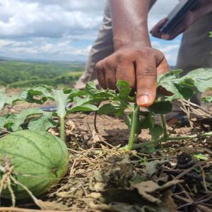  200.000 Pastèques Pour Le Mois De Juin 2023 - fruits et légumes bonjour. d'ici le mois de juin je vais faire la r&eacute;colte de 200.000 pi&egrave;ces des past&egrave;ques. j'ai besoin des vos r&eacute;servations 