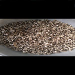  Graines De Moringa Sechees - matiere vegetale nous disposons d'un stock de graines de moringa séchées de 10 tonnes. le stock est disponible au togo. merci de nous contacter si vous etes intéressés.