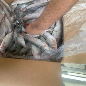  Fish From Mauritania - fish ten containers of sardinella eba 280 tons excellent quality are on sale.fob nouadhibou mauritania, containers are ready for shipment to prt.