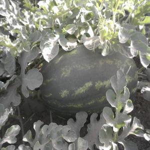  Pasteque - fruits et légumes moroccan pasteque de nos regions de bon qualit&eacute; doux ,  sucr&eacute; . pour plus d'information n'h&eacute;siter pas de nous contacter localisation 