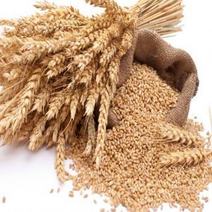  Son De Blé - aliments pour animaux nous disposons de plus de 500t de son de bl&eacute; qui peut etre livr&eacute; chaque semaine &agrave; un tr&egrave;s bon prix. merci de nous contacter 