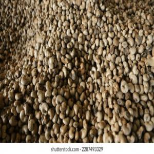  Fournisseur De Cashew Nut De Benin - fruits secs et graines grillées j'ai besoin des fournisseurs de cashew nut comme matiere premiere non decortiquer.j' ai une unit&eacute; de decortiquage