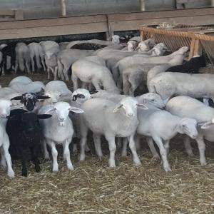  Distribution D'agneau Espagnol Pour La France - animaux vivants agriculteurs en espagne,  nous distribuons de l'agneau vivant,  ou carcasse pour la france,  par camions  nous parlons fran&ccedil;ais