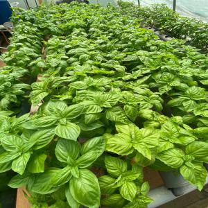  Basilic - fruits et légumes bonjour, --nous recherchons un client intéressé par l'importation de basilic.--nous produisons notre basilic genovese sous serre hydroponique en tunisie. sans pesticides.--quantités disponibles- 2500kg/mois (divisible en plusieurs fois selon préférence.)--prix- 6€/k