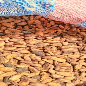  Cacao Café - café cacao thé salut j'ai actuellement  en ma possession  plus de 45 tonnes  de cacao  bien séché  ,  près à etres  exporter.--le kilo est à 1000 frc soit environ  1, 33 euro le kilo- mon contact  