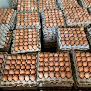  Oeufs En Gros Sur Abidjan Uniquement - viandes et oeufs ventes d #&oelig;ufs en gros sur abidjan  uniquement, pas &agrave; l'international pour le moment -  --en dessous de 10 cartons de 10 plaquettes,  la plaquette &agrave; 1700 fcfa ou le carton &agrave; 17.500 fcfa.--&agrave; partir  de 10 cartons de --10 plaquettes ,  la plaquette &agrave; 1600 fcfa ou 
