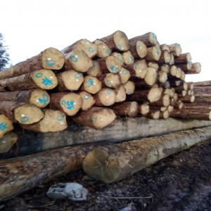  Bois Grumes Résineux - bois charbon fibre  lot de 1000 m3 de grumes  longueur 11 8m  &eacute;pic&eacute;as douglas  pectin&eacute; possibilit&eacute; transport ou chargement dans container  diam&egrave;tre 25cm et + bois vert 95% bois scolyt&eacute;s 5%