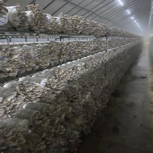  Ballots De Shiitake Et Pleurote Ostreatus - fruits et légumes bonjour, ----nous vous proposons nos ballots de fructification de champignons livrés directement chez vous- ----partenariats recherches- ----sous conventions / contrats tri-annelles.--distributeur / revendeurs / groupements / sites de production sont bien venus.------produits---nos produits so