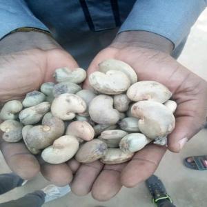  Noix De Cajou - céréales nous cherchons un fournisseur exp&eacute;riment&eacute; de noix de cajou. quantit&eacute; 500 tonnes target price 1000$ la tonne en fob nous pouvons sommes en mesure d'&eacute;mettre une lettre de cr&eacute;dit comme moyen de paiement. priez de nous contacter si vous etes en mesure de nous livre