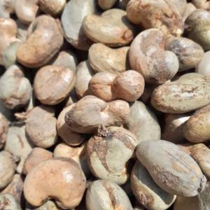  Noix De Cajous 2023 - fruits secs et graines grillées noix de cajous brute origine senegale et guin&eacute;e bissau capacit&eacute; de livraison pour r&eacute;colte 2023 jusqu'&agrave; 35000 tonnes tr&egrave;s bonne qualit&eacute; prix 990  /mt