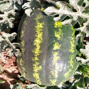  Export Pastèque Unión Europea - fruits et légumes  a tous le monde ch&egrave;res membres du espace agro je cherche des exportateurs producteurs marocain pour l'export du past&egrave;que du maroc pour le march&eacute; espanol italie hollande avec une modalit&eacute; de paiement lc ou bien par couverture assurance coface cr&eacute;dito y ca