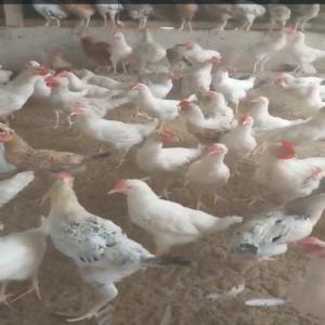 Offre Immédiate De 2500 Poulets Hybrides - viandes et oeufs offre imm&eacute;diate de 2500 poulets hydrides sur abidjan ---les poulets sont tr&egrave;s en forme -----prix d'un poulet - 4600 fcfa , non n&eacute;gociable. ----nb - possibilit&eacute; de signature de contrat avec l'&eacute;leveur pour vous en fournir sur le long terme . ----si vous avez besoin de