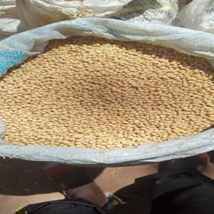  Yellow Soybean - céréales nous fournissons du soja bio et conventionnel----origine- burkina faso,  bénin,  togo--quantité- nous sommes en mesure de fournir jusqu'à 15000 mt par mois,  selon vos besoins,  en termes de fob ou cif.----n'attendez plus pour nous contacter si vous etes dans le besoin.