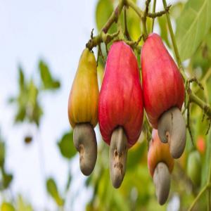  Noix De Cajou Brut - fruits secs et graines grillées nous fournissons des noix de cajou brut origine c&ocirc;te d'ivoire quantit&eacute; nous sommes en mesure de fournir jusqu'&agrave; 15000 mt par mois selon vos besoins en termes de fob ou cif. termes de paiement nous acceptons les lc dlc et sblc pour vous offrir une s&eacute;curit&eacute;