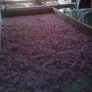  Vente De Pétales De Rose Séchés Bio - matiere vegetale vends p&eacute;tales de rose centifolia s&eacute;ch&eacute;s. culture biologique &agrave; buis les baronnies. la rose centifolia est une rose rare et raffin&eacute;e son odeur plus sucr&eacute;e et plus douce que la rose de damas est un pur d&eacute;lice. les p&eacute;tales de ces roses ont &eac