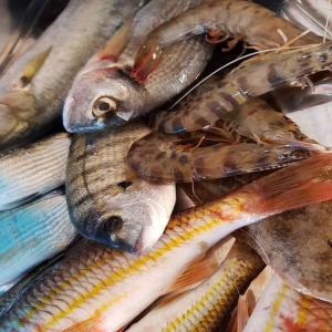  Poisson Frais Méditerranéen - poissons ste tunisienne spécialisé pour la vente en gros des produit de la peche (poissons frais et les crustacés) uniquement de la mer méditerranée fao 35 nous assurons le transport aérienne de tunisie a tout l'europe en vol direct