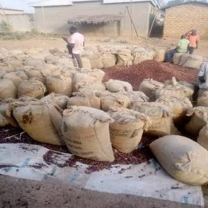  Cacao En Stock En Côte D'ivoire - café cacao thé nous sommes une société de commerce général basée en côte d'ivoire. nous disposons de stocks de cacao bien séché et bien trié,  de très bonne qualité.--nous sommes à la recherche de partenaires qui peuvent se dé
