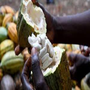  Découvrez Les Saveurs De Notre Cacao Bio - café cacao thé notre cacao bio est cultivé avec soin et transformé selon des normes strictes pour garantir une qualité supérieure. nos produits sont durables et responsables socialement,  soutenant ainsi les communautés agricoles locales. nous offrons des quantités allant d
