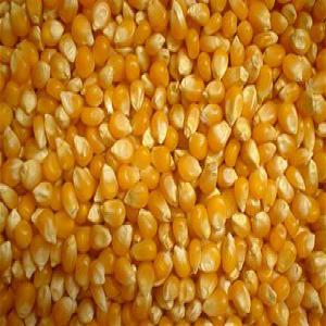  Vente De Mais - céréales je dispose de grandes quantit&eacute;s de grains de mais jaune de tr&egrave;s bonne qualit&eacute;s en vente en c&ocirc;te d ivoire pr&eacute;cis&eacute;ment &agrave; abidjan .la production vient du nord de la cote d ivoire pour toute personne d&eacute;sireuse veuillez me laisser un e mail. st