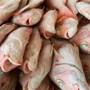  Tous Les Poisson - poissons notre société propose tous les poisson avec de bonne qualité et prix raisonnable , nous sommes société spécialiste de commerce international et export import toutes sortes de poissons frais et congelés dans le monde entier.--contacter nous pour plus in