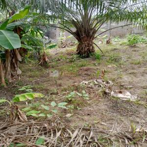  Terrain Agricole Et Pour Projet Immobilier - mine terrain concession vaste &eacute;tendue de terrain agricole et pour projet immobilier bien plac&eacute; superficie importantes &agrave; vendre au cameroun 