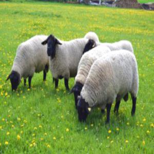  Agneaux Sufgolk - animaux vivants bonjour --je suis à la recherche d'un fournisseur d'agneaux de race suffolk --age entre 7 mois et 10 mois .--ouvert à toutes propositions 