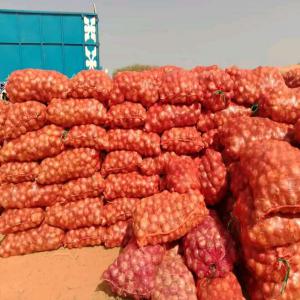  Pommes De Terre Prix Très Bon Marché - fruits et légumes pommes de terre de qualit&eacute; disponibles en quantit&eacute; suffisante et &agrave; un prix d&eacute;fiant toute concurrence &agrave; tivaouane.