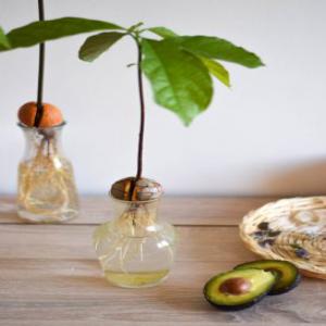  Noyaux D'avocats Hass Séchés - matiere vegetale disponible des noyaux d'avocats hass s&eacute;ch&eacute;s. possibilit&eacute; de faire germer ou utiliser &agrave; d'autres fin. livraison en petites moyennes quantit&eacute;s. nous joindre pour achat. c&ocirc;te d'ivoire.