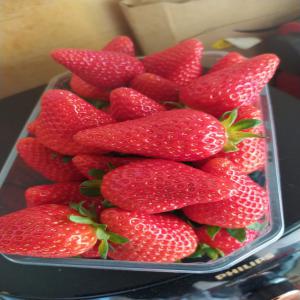  Fraise Direct Producteur - fruits et légumes  nous sommes feurnisseur l&eacute;gumes et fruits saison r&eacute;gion lot et garonne france produits fresh direct producteur chaque saison on a l&eacute;gumes et fruits saison pour ce moment y n'a fraise pour plus renseignements merci me contacter 