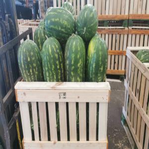  Pastèque De Zagora Maroc - fruits et légumes past&egrave;que de zagora maroc disponible pour l'export. --tr&egrave;s bonne qualit&eacute;. --offres en exw/fob/cif.----disponible aussi &agrave; partir de nice en france. --paiement tt 100% advance .----cordialement. --