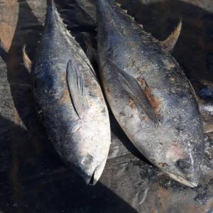  Quantite De Thon Ravil /listao/skip Jack Congele - poissons messieurs / la campagne nous permets de faire offre correcte a nos futurs clients pour des containers ou camions frigos /en vrac taille de 1 a 5 kilos/ entier/ export documents sanitaires a l/appui/ pour des programmes specifiques a prevoir / nous consulter reponses rapides/ salutations 