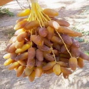  Datte Deglet Nour De Qualité Supérieure - fruits et légumes savourez la douceur de l'alg&eacute;rie avec nos dattes deglet nour de qualit&eacute; sup&eacute;rieure ! r&eacute;colt&eacute;es dans les oasis du sahara nos dattes sont soigneusement s&eacute;lectionn&eacute;es pour leur texture moelleuse et leur go&ucirc;t sucr&eacute;. riches en fibres et en nu