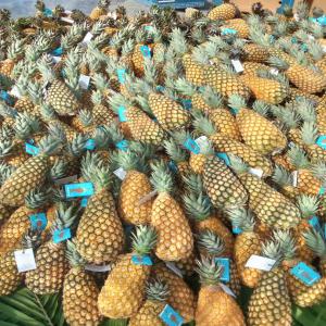  Ananas Fruits - fruits et légumes nous sommes une coopérative disposons des ananas frais de qualité africaine. nous cherchons des acheteurs sérieux pour la vente veuillez nous contacter par whatsapp  pour plus d'échange cordialement  ...--- prix sur commande--- quantite -1000 tonnes--