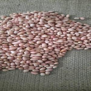  Penauts Bean - other you are an industrialist,  do you need peanut seeds to produce refined peanut oil or to do something else with it? you are in the right place we have quantities adapted to each need of a buyer.-- origin- india,  china -- capacity in tons- according to the customer's need --at the attractive price ----