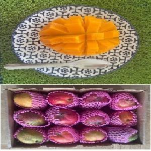  Grossiste Recherche Des Revendeurs De Mangues - fruits et légumes arrivage de mangue de l afrique de l'ouest.--cherche des revendeurs pour la revente des mangues de la côte d'ivoire,  du mali,  du burkina faso,  du sénégal.----la pièce de mangue = 0.75 --le carton est à partir de 6 ----bienvenu au grossistes,  distributeurs,  importate