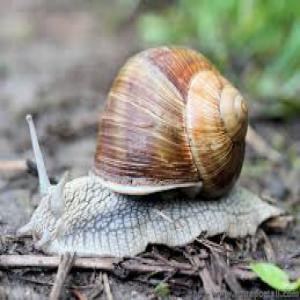  Recherche Client - animaux vivants je dispose d'une quantit&eacute; illimit&eacute;e d'escargot gros gris/petit gris vivants en provenance du maroc de bonne qualit&eacute; nous exportons &agrave; l'&eacute;chelle europ&eacute;en et aux usa ayant aussi une filiale en france pour plus d'informations veuillez me contacter.