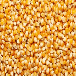 Corn NON-GMO (grade 2 ) - cereals industrial,  you need a large capacity--corn? you have come to the right place we have quantities adapted to each need of a buyer.--origin- brazil --capacity in tons- according to the customer's need--at attractive price----delivery time- fob,  exw,  cif 