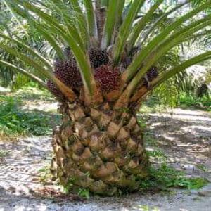  Huiles Rouge De Palmiers - publicité-nouveaux produits  madame et monsieur nous sommes la pour la vente de l'huile rouge de palmiers en gros et en d&eacute;tails et d'autres produits agricoles au b&eacute;nin pour plus d'informations &eacute;crire sur votre num&eacute;ro whatsapp ou sur l'adresse mail.merci pour des infos.'''