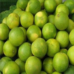  Citron Indien Disponible Pour Export En Grande Qu - fruits et légumes  nous disposons de citron indien en grande quantit&eacute; pour tout usage . taille 30mm+ packing 6 5 poid net . toutes les conditions de conditionnement possible contactez nous directement whatsapp ou appel. 