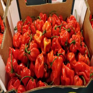  Piment Fort - fruits et légumes pour nos importateurs alors nous vous presente notre piment special tel que piment bullet piment bullet chili piment starter piment sahim contacter pour plus d info.