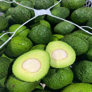  Avocats Frais Vendre - fruits et légumes nous cherchons des clients pour achats des avocats frais import&eacute;es de tr&egrave;s bonne qualit&eacute;