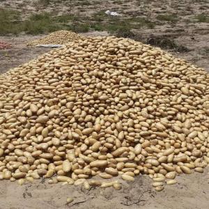  Pommes De Terre De Qualité Prix Bon Marché - fruits et légumes pommes de terre de qualité en sacs de 25 kg disponibles à prix bon marché à thiès. la marchandise est récupérable sur place ou livrable en accord avec le client