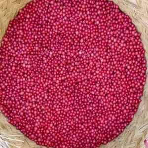  Baie Rose D'isaka Ivondro - épices aromates nous disposons d'une quantit&eacute; de baie rose de premi&egrave;re cat&eacute;gorie plus d'une tonne en provenance d'isaka ivondro madagascar. prix par qualit&eacute; rechercher veuillez nous contacter par ce numero pour plus d'infos